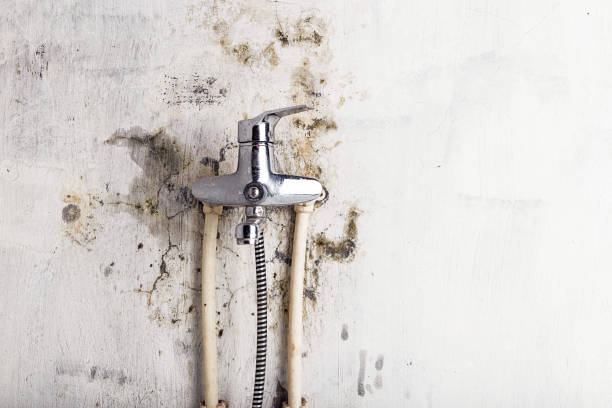 Best Basement Mold Remediation in Fetters Hot Springs Agua Liente, CA