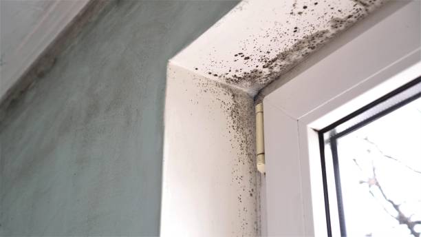 Best HVAC Mold Remediation in Fetters Hot Springs Agua Liente, CA