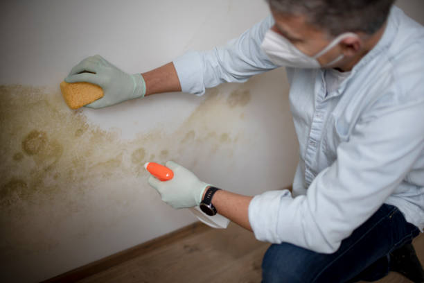 Best Post-Flood Mold Remediation in Fetters Hot Springs Agua Liente, CA